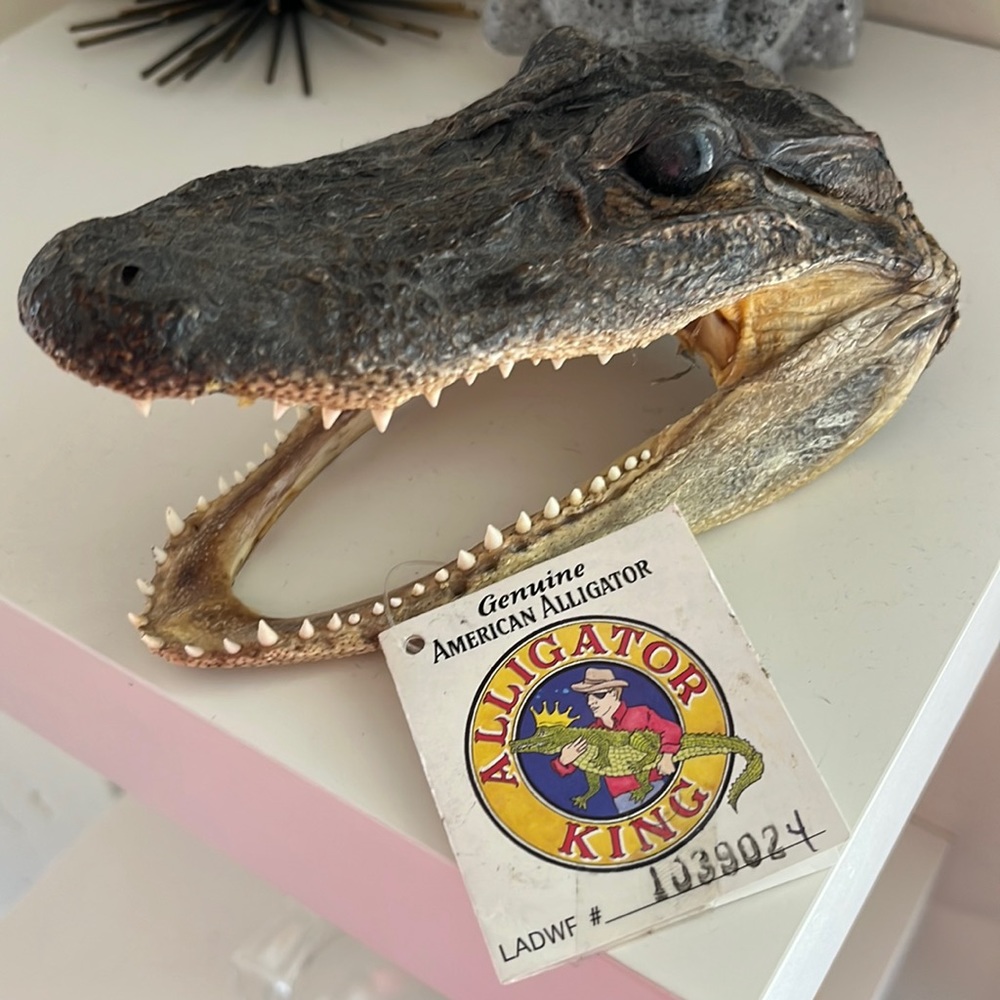 COPY - SALE!!! Genuine Alligator Skull